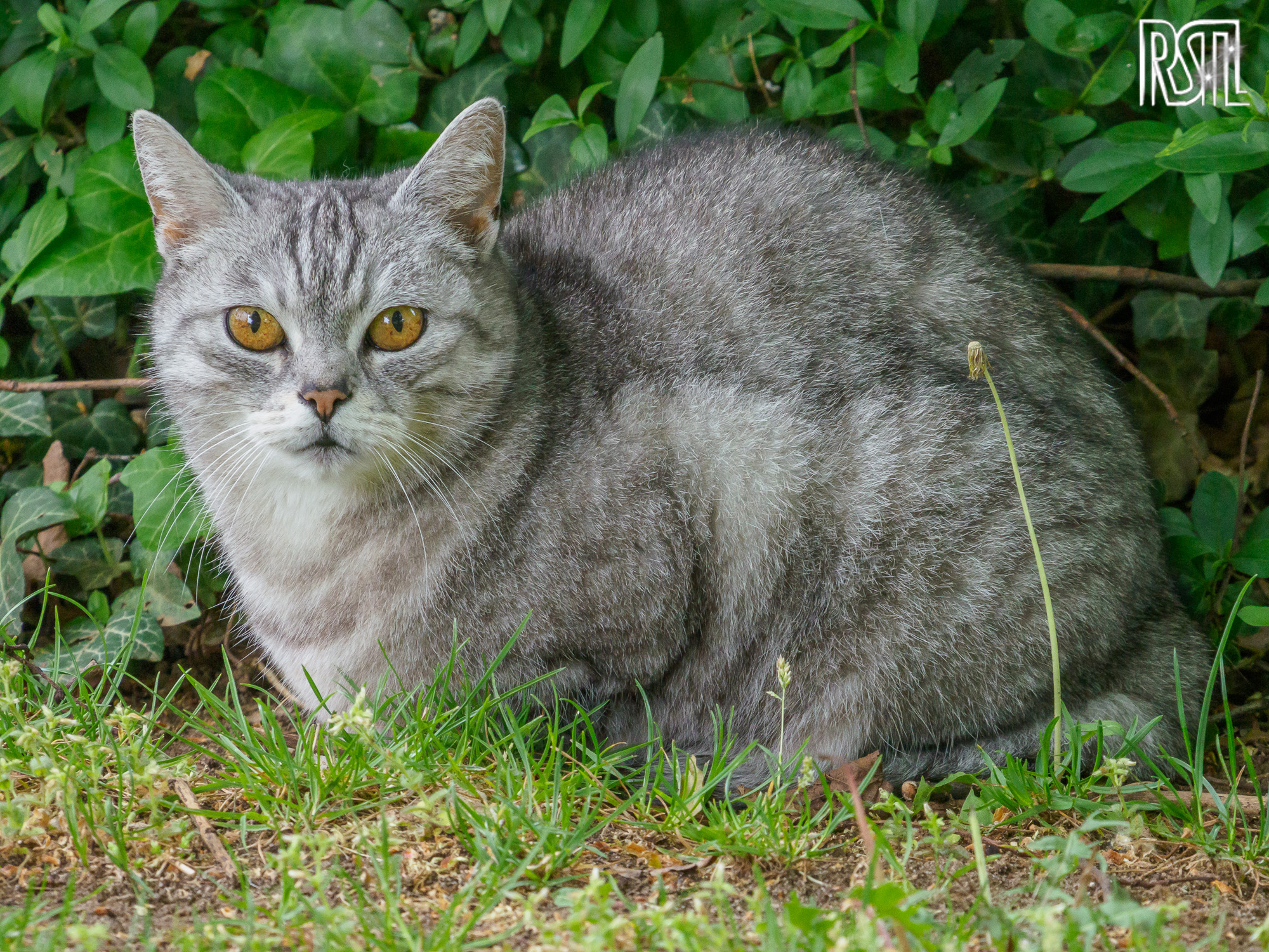 10 May 2020<BR>1/60 sec at f / 9,0 @ ISO 3200<BR>OLYMPUS CORPORATION E-M1MarkII + LEICA DG 100-400/F4.0-6.3