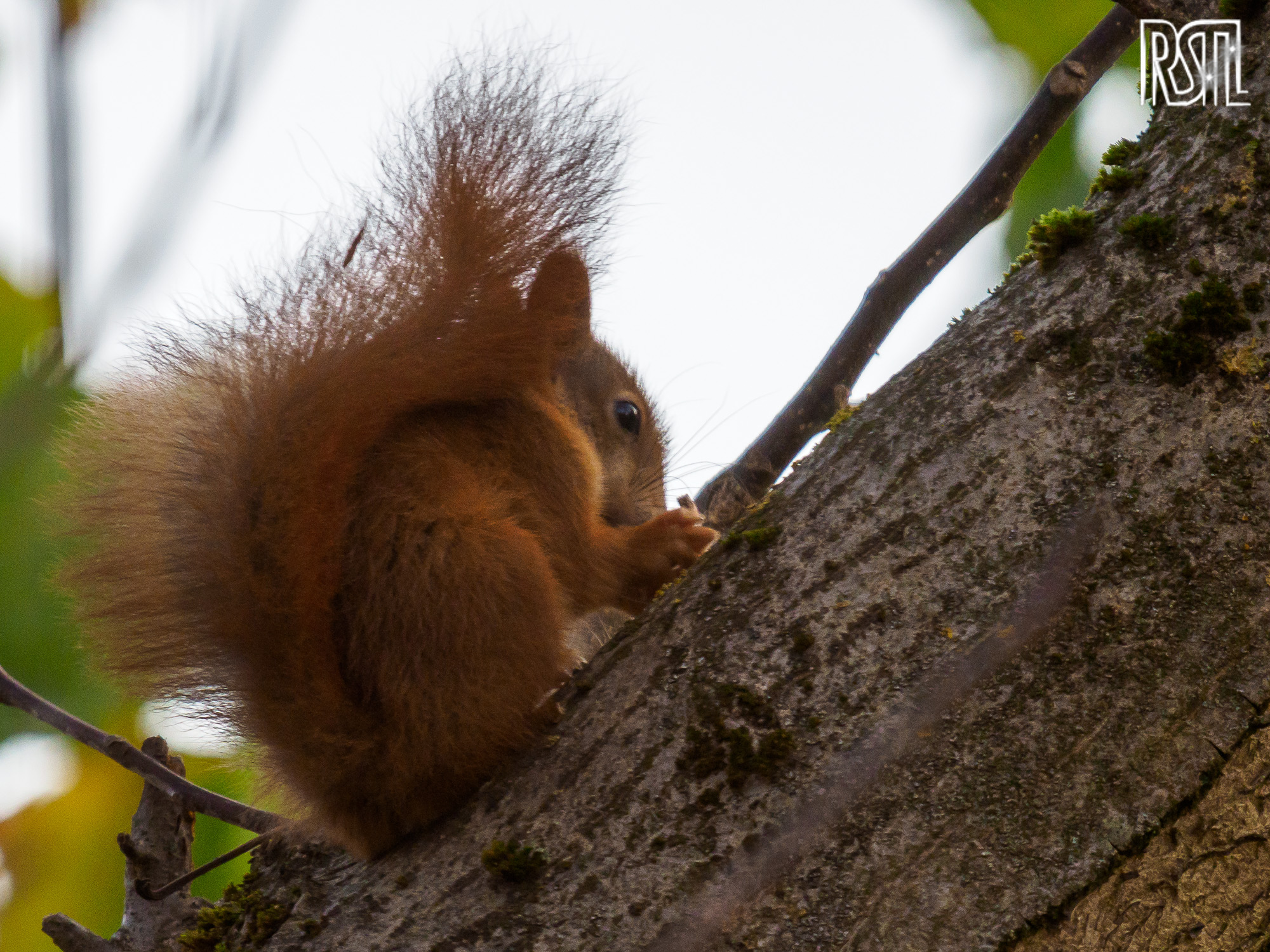 07 November 2020<BR>1/250 sec at f / 6,3 @ ISO 1250<BR>OLYMPUS CORPORATION E-M1MarkII + LEICA DG 100-400/F4.0-6.3