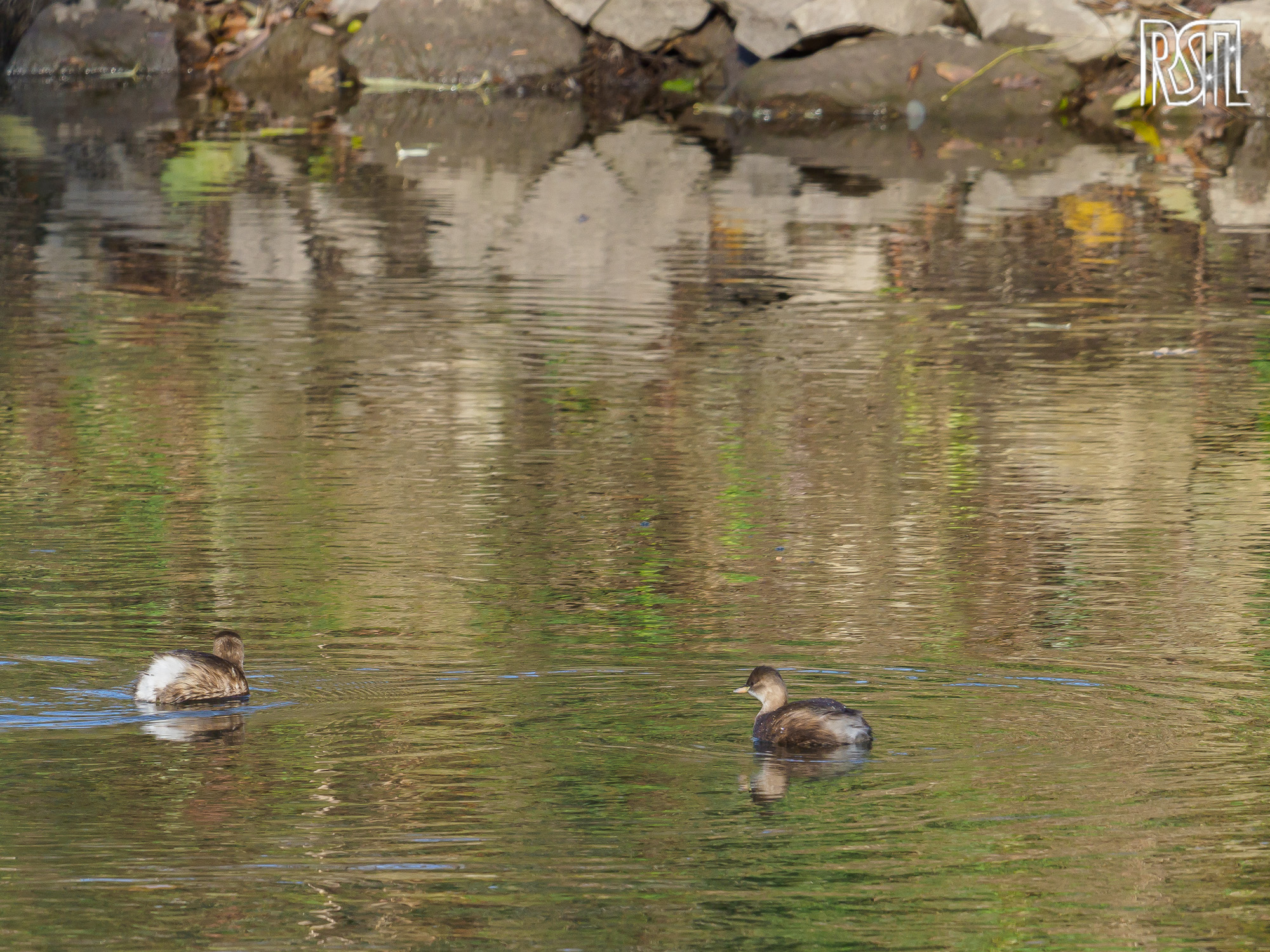 29 November 2020<BR>1/250 sec at f / 7,1 @ ISO 500<BR>OLYMPUS CORPORATION E-M1MarkII + LEICA DG 100-400/F4.0-6.3