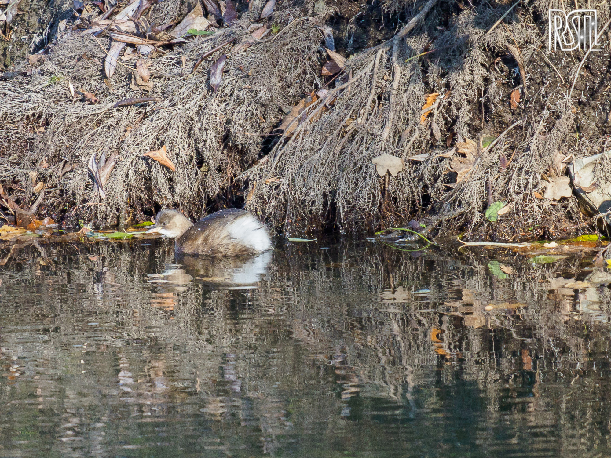29 November 2020<BR>1/250 sec at f / 7,1 @ ISO 1250<BR>OLYMPUS CORPORATION E-M1MarkII + LEICA DG 100-400/F4.0-6.3