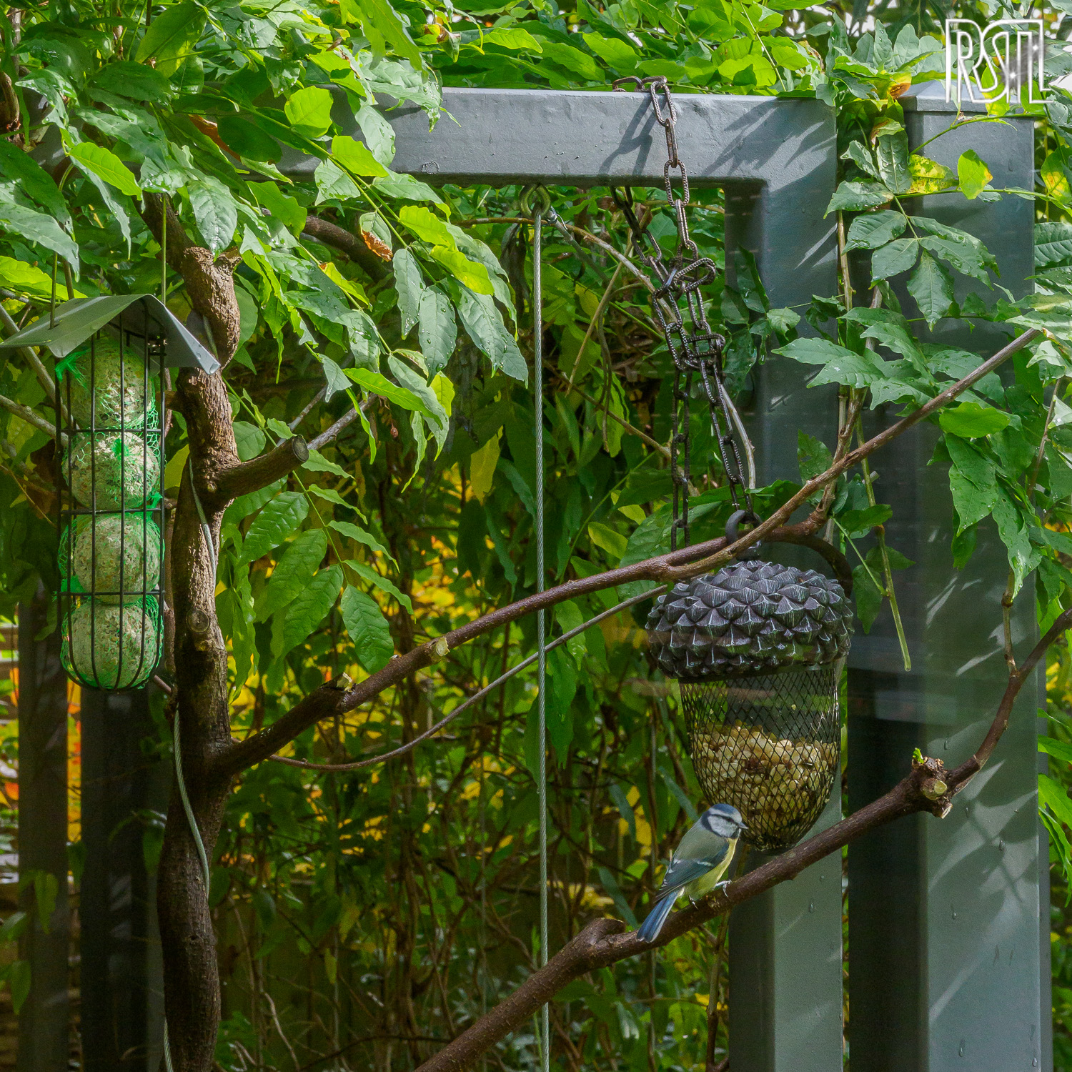 12 October 2020<BR>1/100 sec at f / 10 @ ISO 1250<BR>OLYMPUS CORPORATION E-M1MarkII + OLYMPUS M.12-100mm F4.0