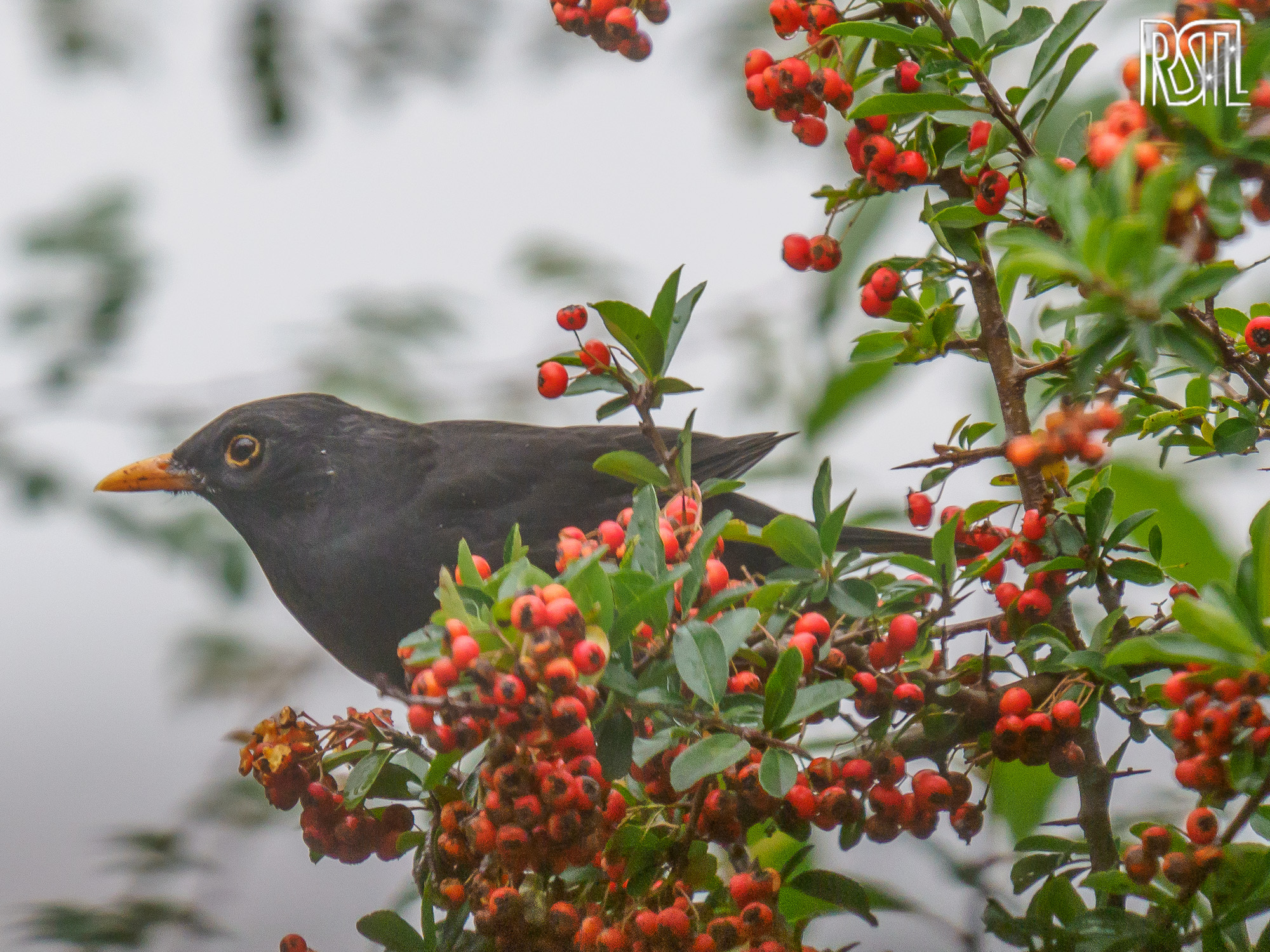 15 October 2020<BR>1/250 sec at f / 8,0 @ ISO 1000<BR>OLYMPUS CORPORATION E-M1MarkII + LEICA DG 100-400/F4.0-6.3