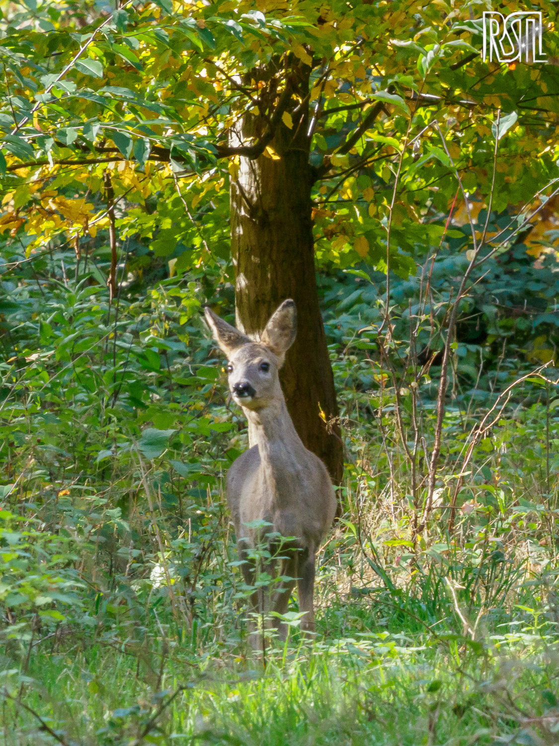 25 October 2020<BR>1/60 sec at f / 18 @ ISO 3200<BR>OLYMPUS CORPORATION E-M1MarkII + LEICA DG 100-400/F4.0-6.3
