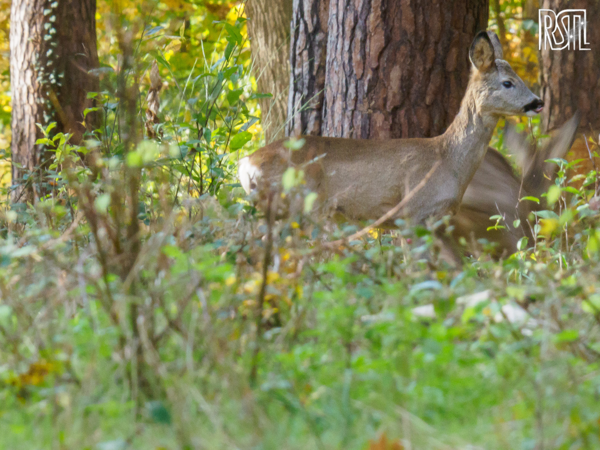 25 October 2020<BR>1/50 sec at f / 18 @ ISO 3200<BR>OLYMPUS CORPORATION E-M1MarkII + LEICA DG 100-400/F4.0-6.3