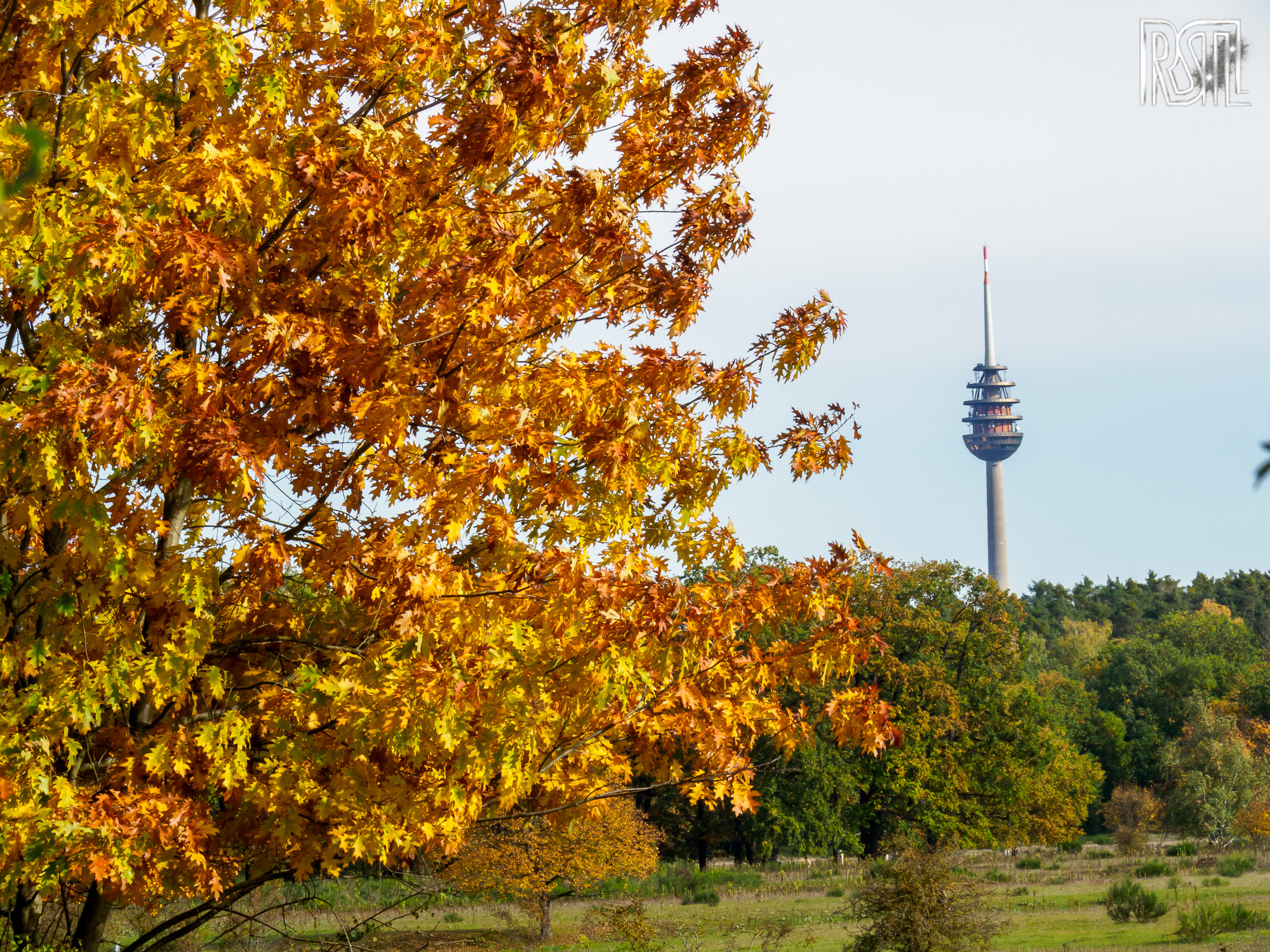 25 October 2020<BR>1/200 sec at f / 18 @ ISO 800<BR>OLYMPUS CORPORATION E-M1MarkII + LEICA DG 100-400/F4.0-6.3