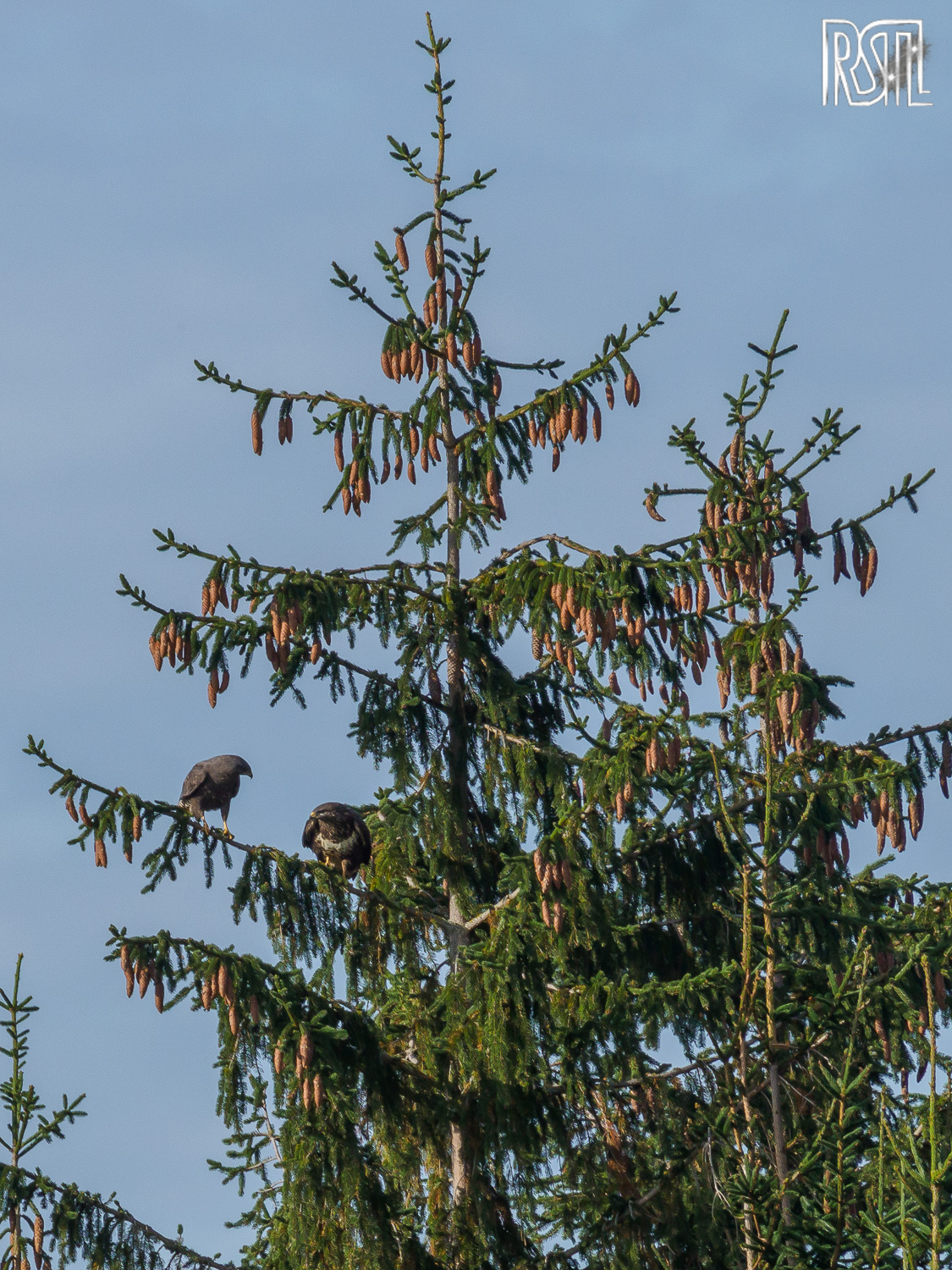 25 October 2020<BR>1/500 sec at f / 8,0 @ ISO 200<BR>OLYMPUS CORPORATION E-M1MarkII + LEICA DG 100-400/F4.0-6.3