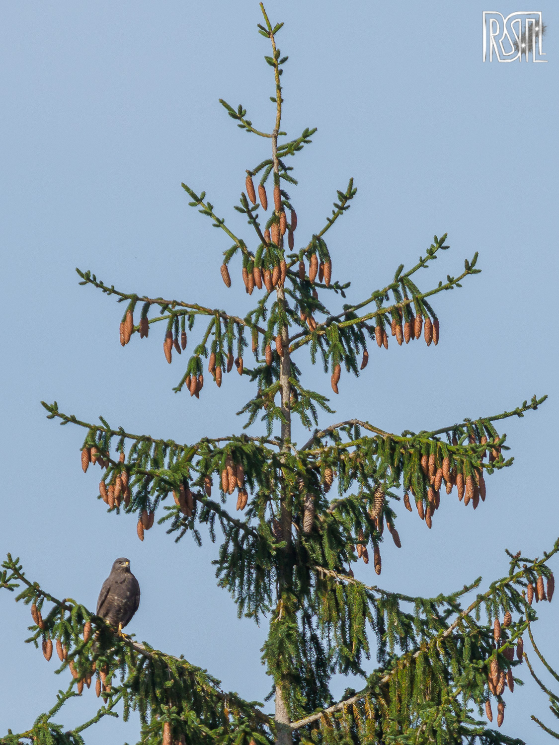 25 October 2020<BR>1/500 sec at f / 8,0 @ ISO 200<BR>OLYMPUS CORPORATION E-M1MarkII + LEICA DG 100-400/F4.0-6.3