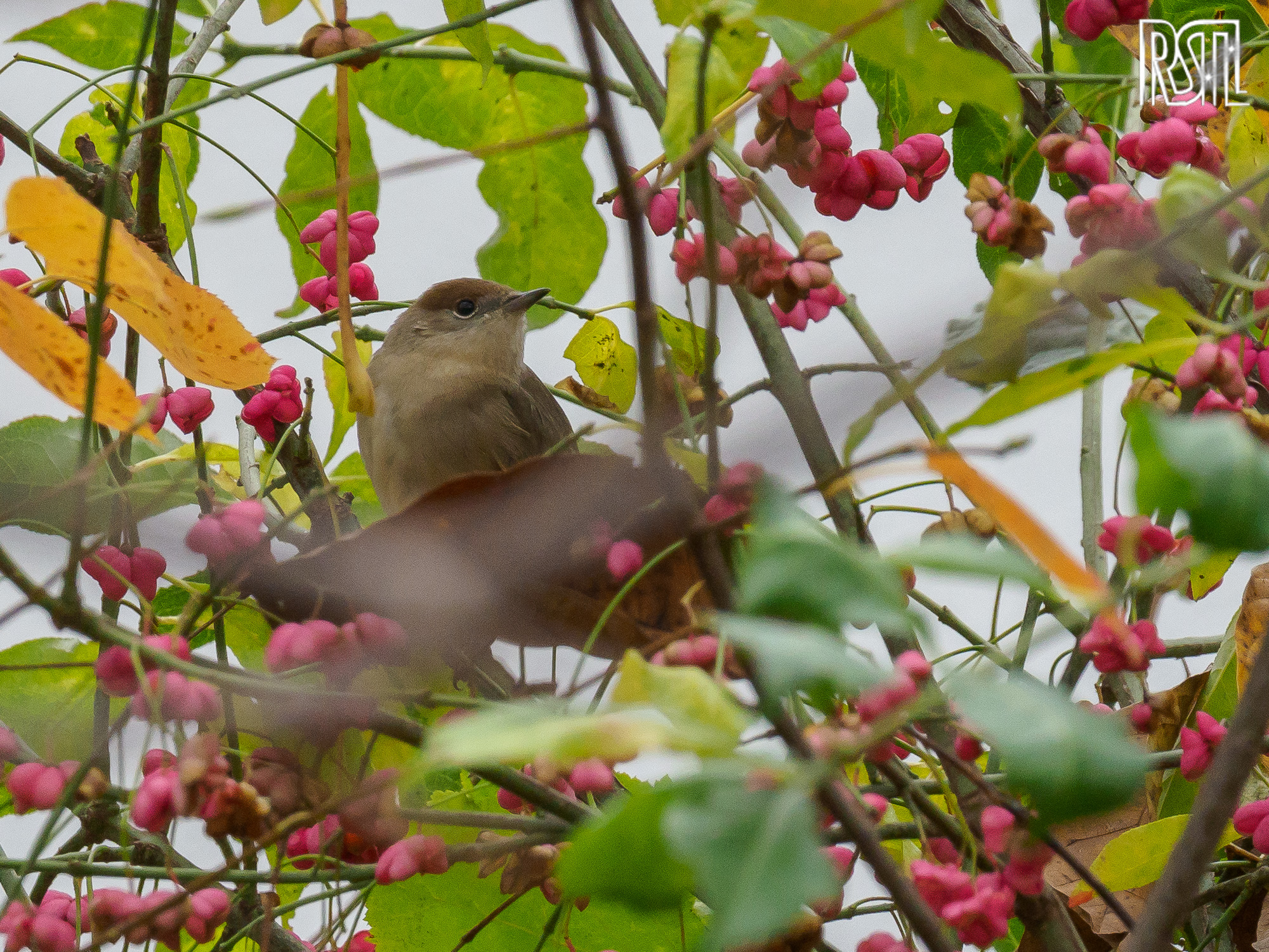 30 October 2020<BR>1/250 sec at f / 8,0 @ ISO 1250<BR>OLYMPUS CORPORATION E-M1MarkII + LEICA DG 100-400/F4.0-6.3