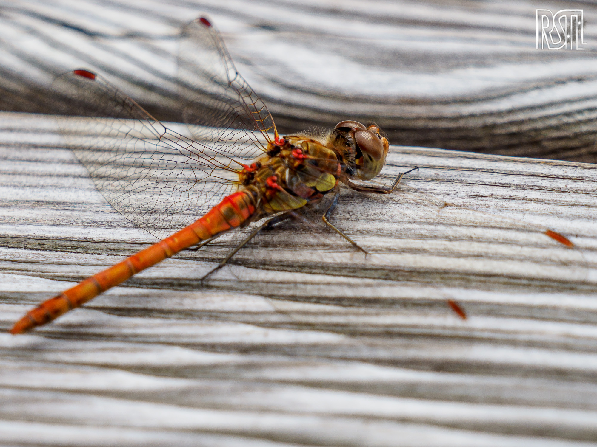 06 September 2020<BR>1/500 sec at f / 7,1 @ ISO 200<BR>OLYMPUS CORPORATION E-M1MarkII + LEICA DG 100-400/F4.0-6.3