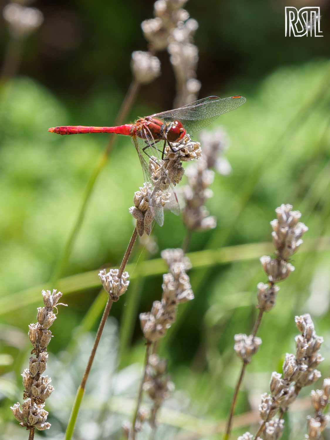 07 September 2020<BR>1/250 sec at f / 10 @ ISO 500<BR>OLYMPUS CORPORATION E-M1MarkII + LEICA DG 100-400/F4.0-6.3
