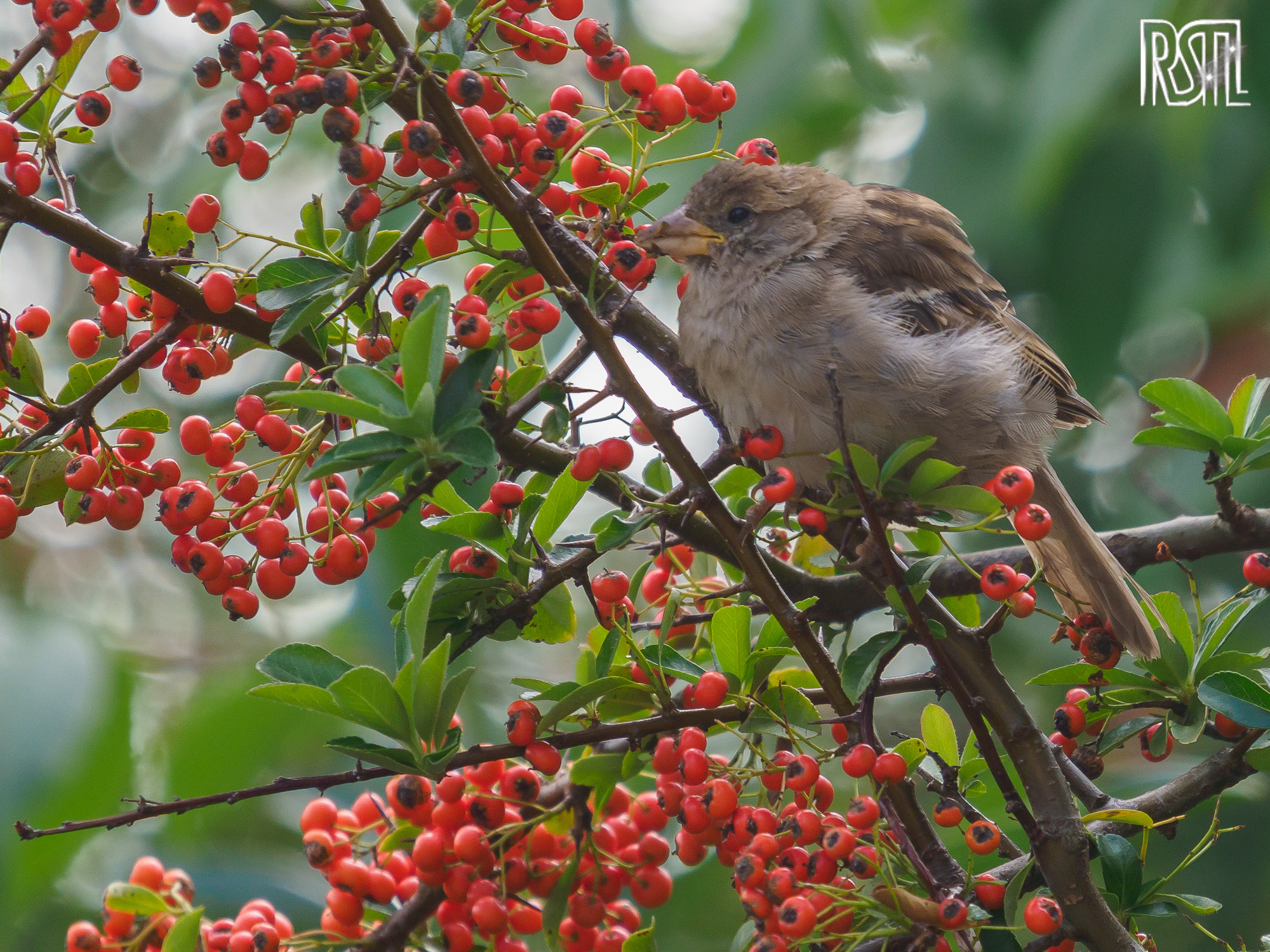 10 September 2020<BR>1/250 sec at f / 6,3 @ ISO 500<BR>OLYMPUS CORPORATION E-M1MarkII + LEICA DG 100-400/F4.0-6.3