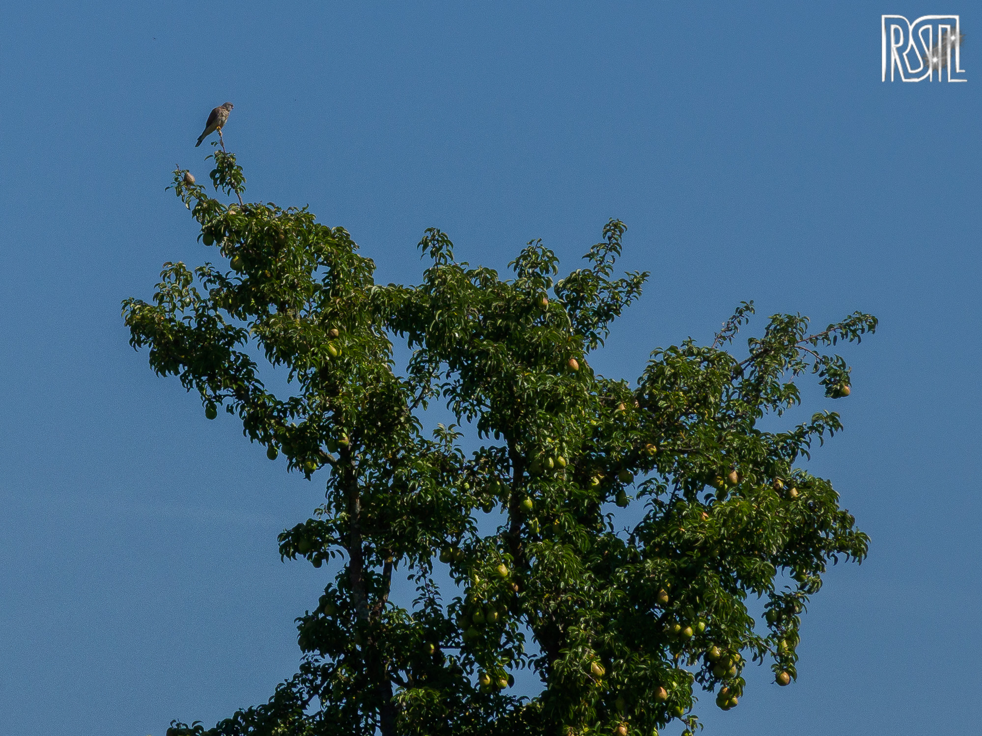 15 September 2020<BR>1/640 sec at f / 9,0 @ ISO 200<BR>OLYMPUS CORPORATION E-M1MarkII + OLYMPUS M.12-100mm F4.0