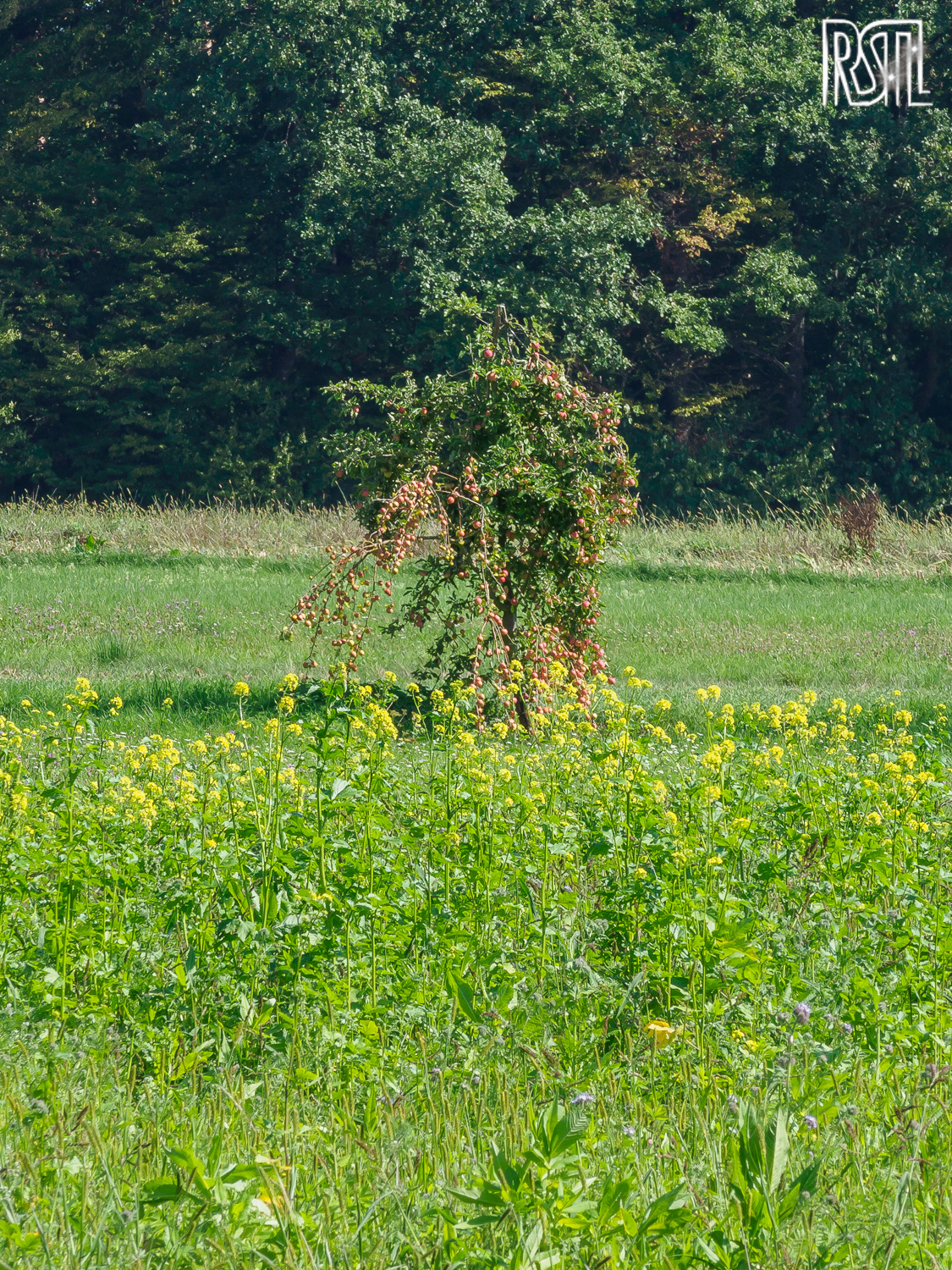 15 September 2020<BR>1/200 sec at f / 9,0 @ ISO 250<BR>OLYMPUS CORPORATION E-M1MarkII + OLYMPUS M.12-100mm F4.0