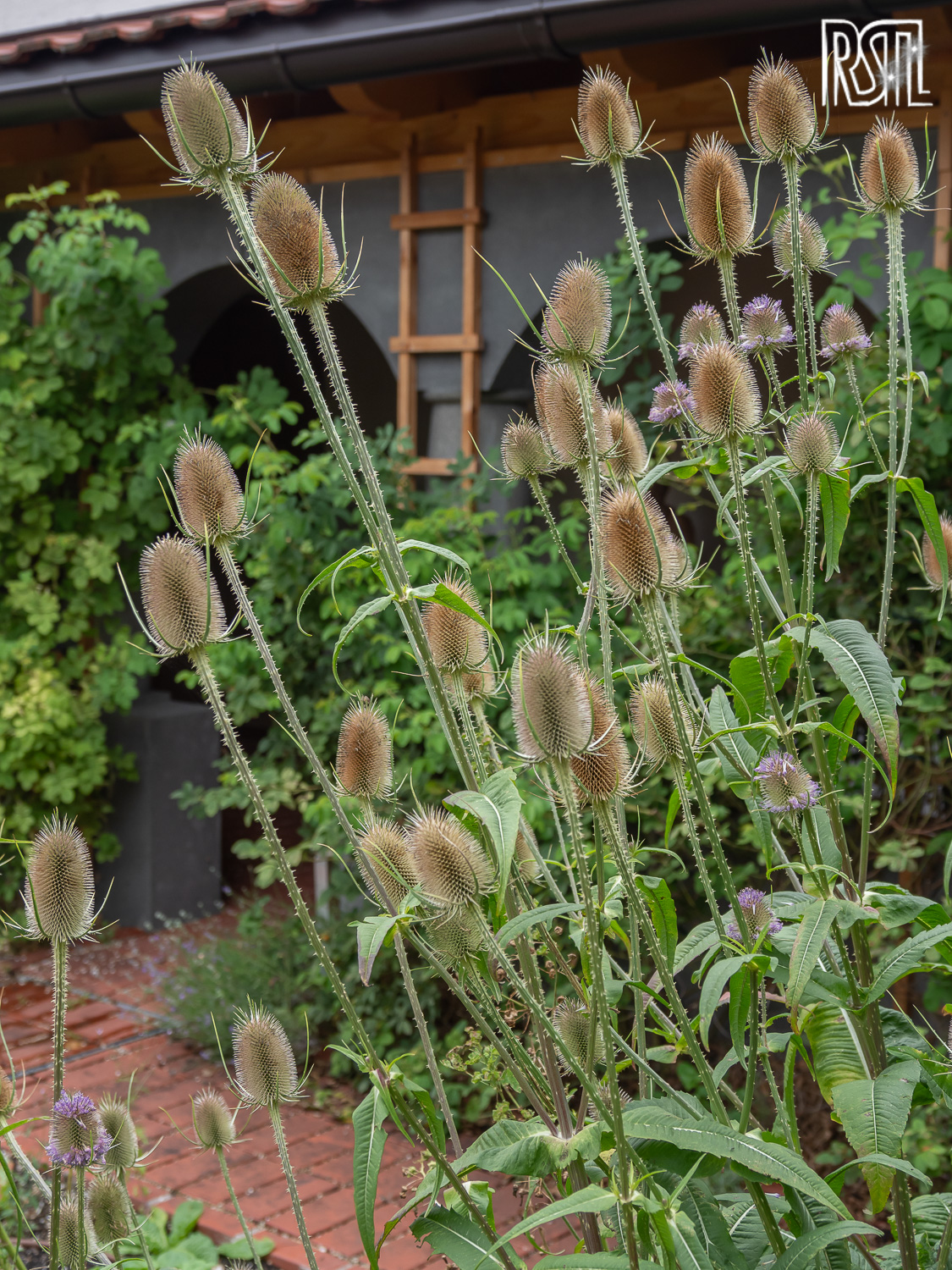 03 August 2023<BR>1/250 sec at f / 4,0 @ ISO 200<BR>Olympus E-M1MarkII + OLYMPUS M.12-100mm F4.0