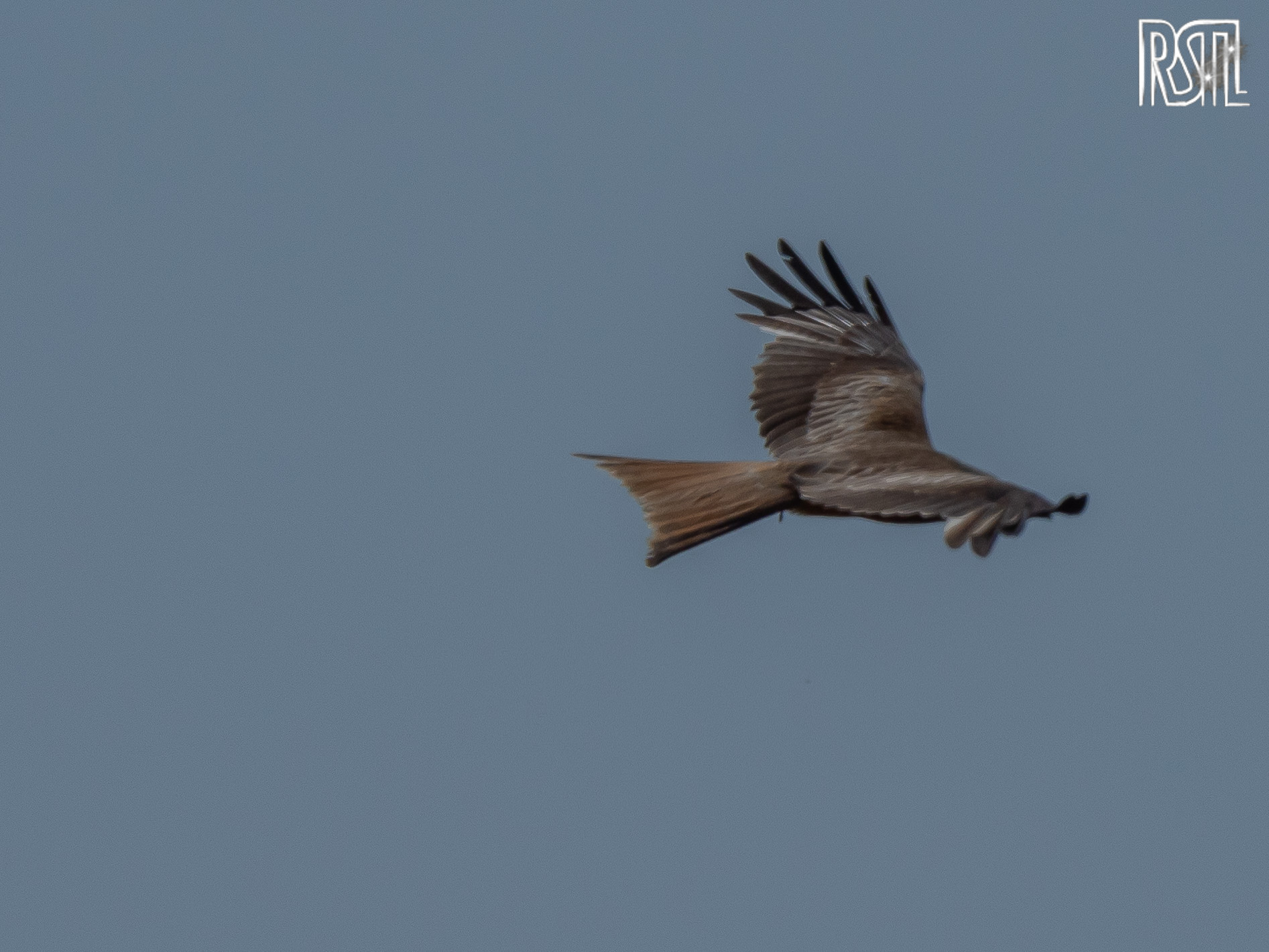 27 May 2023<BR>1/2500 sec at f / 5,3 @ ISO 200<BR>Olympus E-M1MarkII + LEICA DG 100-400/F4.0-6.3