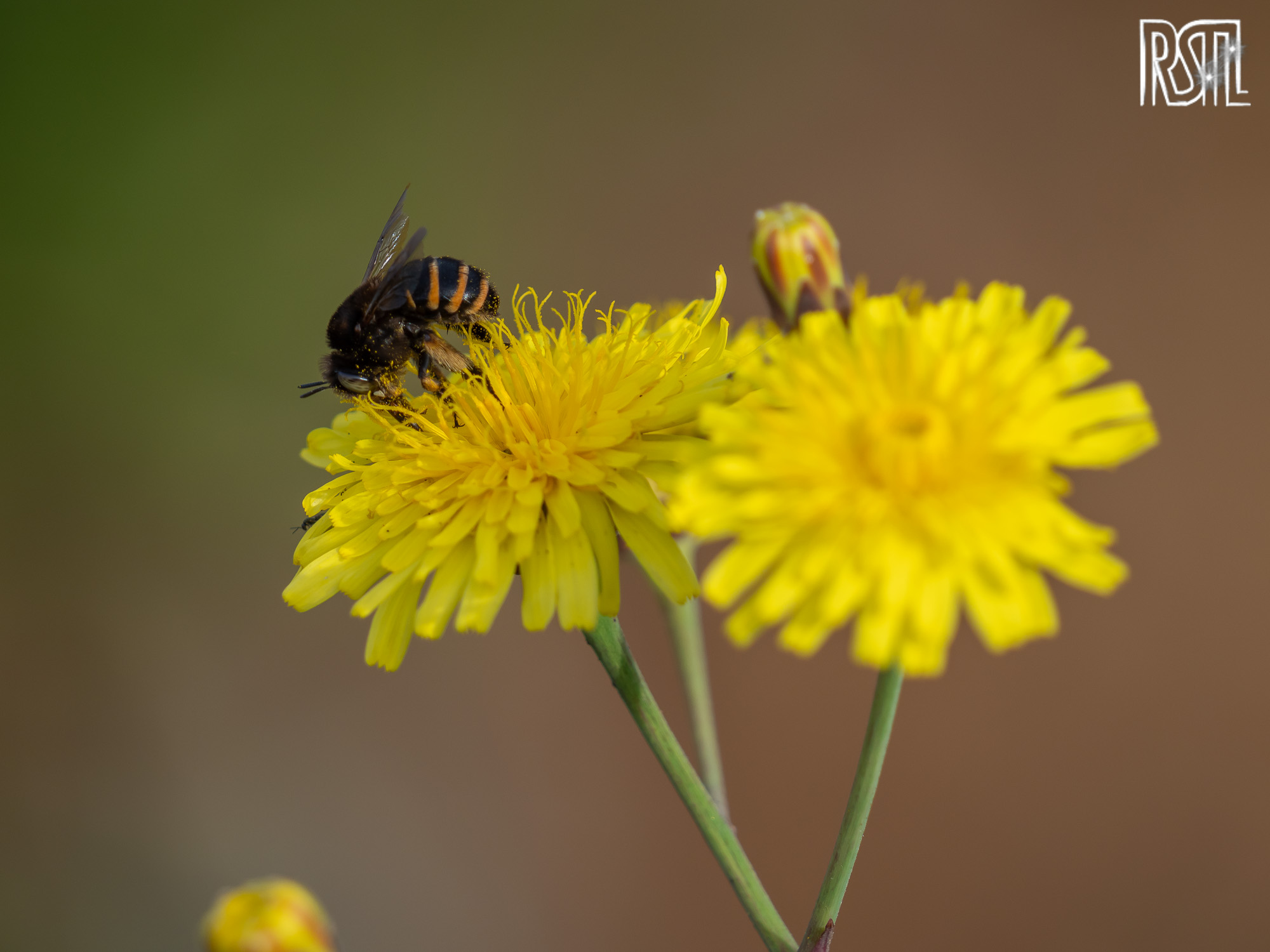 04 October 2023<BR>1/800 sec at f / 6,3 @ ISO 200<BR>Olympus E-M1MarkII + LEICA DG 100-400/F4.0-6.3