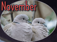 November