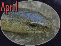 April